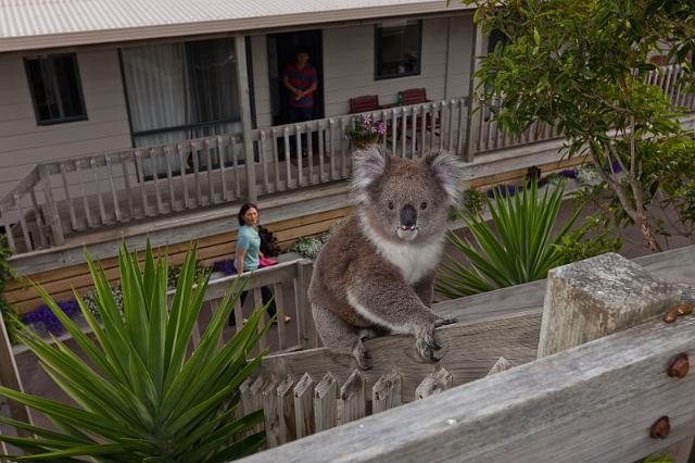148 Port Campbell, koala.jpg